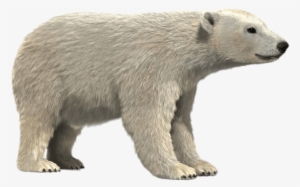 Polar Bear 3d Model - Polar Bear