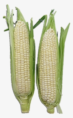 Fresh Sweet White Corn - Maize