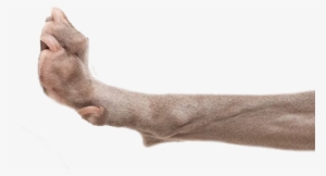 Back On Track Dog Leg Wrap Large