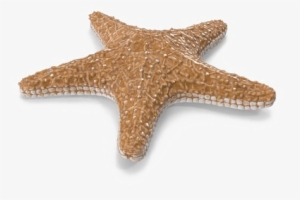 Starfish Png Image With Transparent Background - Starfish Png