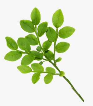 Real Leaves - Leaves