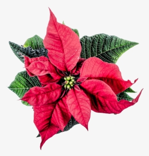 Christmas Poinsettia Flower Png Transparent Image - Poinsettia Png