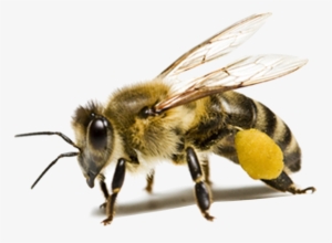 Bee Png Background Image - Insect Png