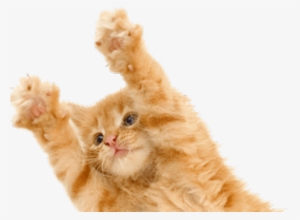 Kitten Png Transparent Images - Kitten Png