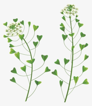 Clipart Stock Png Clip Art Image Gallery Yopriceville