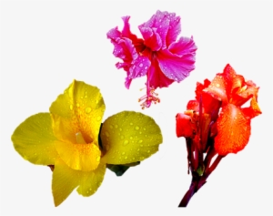 Flower, Orange, Red, Lily, Rain, Drops - Png Flower Drops