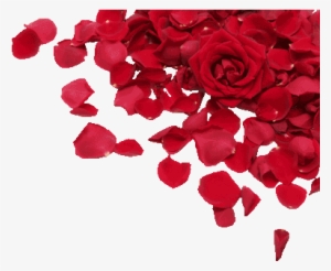 Roses, Petals - Red Rose Petal Png