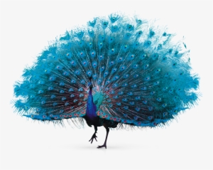 Pavo Real Png