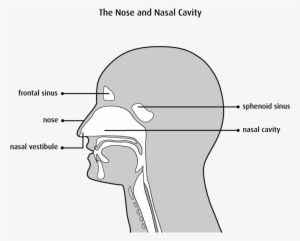 Structure Of The Nasal Cavity - Vestibule Des Fosses Nasales