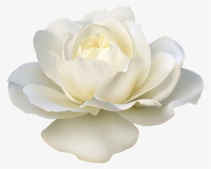 White Rose Png