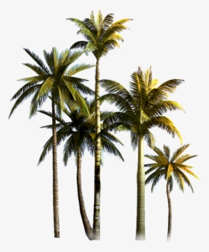 Coconut Tree Png Background Image - Png Format Coconut Tree Png