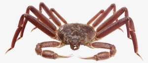 Crab Png Picture - Transparent Background Crab Png