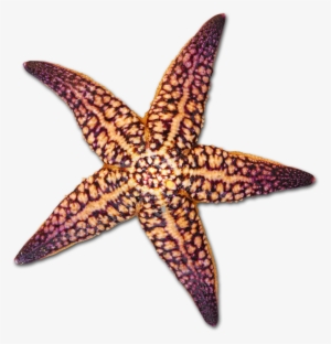 Drawing Shells Starfish Png Freeuse Library - Transparent Background Starfish And Shells Png