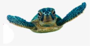 Vector Black And White Stock Fort Lauderdale Sea Turtle - Sea Turtle Egg Png