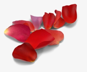 Rose Petals Png Picture - Red Rose Petal Png