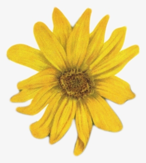 Sunflowers Png Vintage Jpg Stock - Yellow Flower On White Background