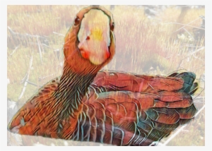 Report Abuse - Turkey