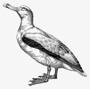 Digital Stamp Design - Windows Nt Workstation Configuration And Maintenance