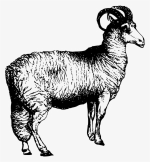 This Free Icons Png Design Of Welsh Sheep