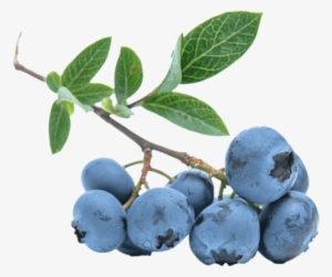 Blueberries Png - Blueberry No Background Png
