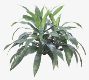 Zz Plant - Air Purifying Plants Nz