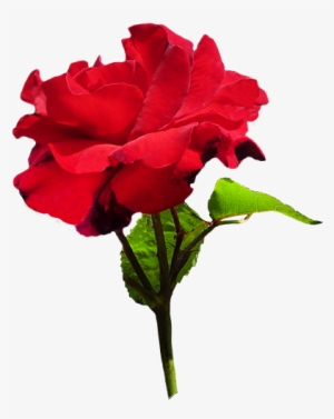 Red Rose With Green Leaves - Velvet Rose Png