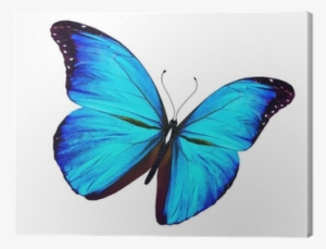 Blue Butterfly Flying, Isolated On White Canvas Print - Blue Butterfly In Flight