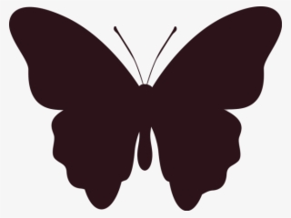 Pola Kupu Kupu Hitam