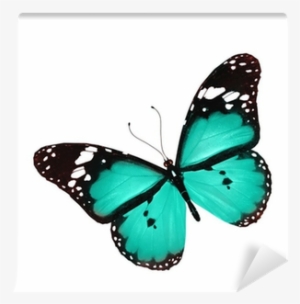 Blue Butterfly Flying, Isolated On White Wall Mural