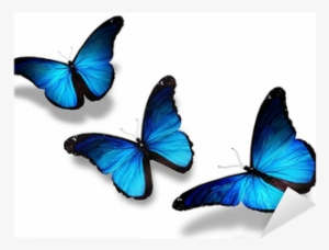 Three Blue Butterflies Flying, Isolated On White Sticker - 3 Butterflies Flying Together