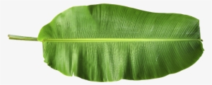 Harmony & Nature - Banana Leaf Png Hd