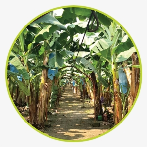 Our Mission Is To Produce And Commercialize The Highest - Woodland