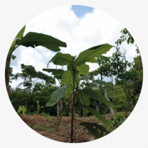 May 22, 2017 Protecting Forests In Côte D'ivoire - Plantation