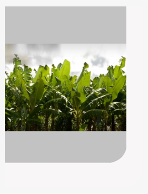 Whether For The Fruits Grown On Its Own Plantations - Fruit