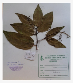Specimen Collected From Pachamalai Hills, Tamilnadu - Pachamalai Hills