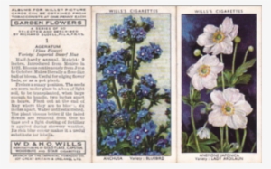 Alpine Forget-me-not