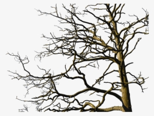 Tree, Aesthetic, Nature, Old Tree, Branches, Log, Bark - Scalable Vector Graphics