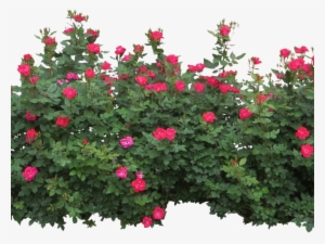 Rose Bush Clipart Row - Bushes Png