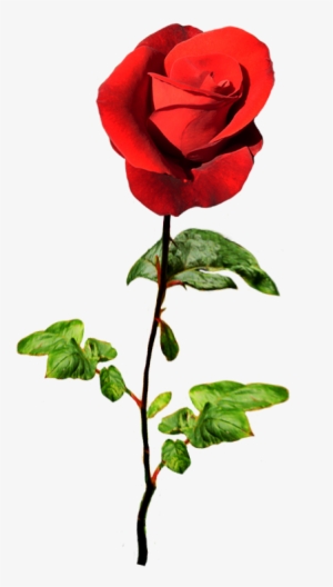 Red Rose For A Valentine Greeting - Natural Rose Png