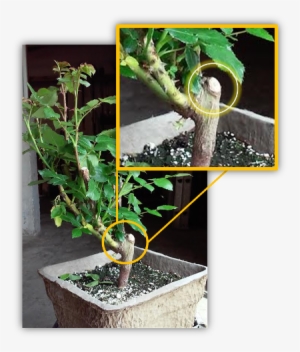Grafted Rose Plant - Bonsai