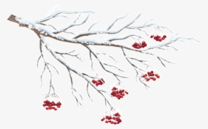 Dry Winter Branches Transparent - Wintry Cardinals Small Boxed Holiday Cards [book]