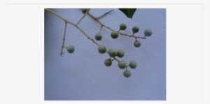 Embelia Ribes Burm - Embelia Ribes