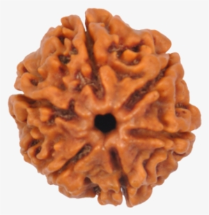 6 Mukhi Rudraksha Size - 6 Mukhi Rudraksha Png