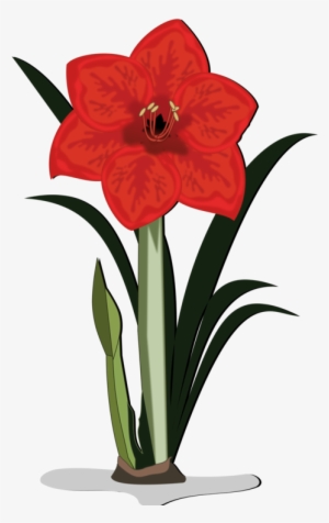 Vector Download Jersey Lily Cut Flowers - Amaryllis Flower Cartoon