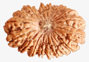 20 Mukhi 36mm - Price