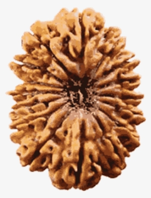 Rudraksh Pendant With Chain, Buy Traditional Mens Jewelry, - Rudraksha