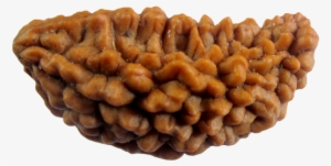 Natural Eka 1 Mukhi Rudraksha Sinks In Water With Lab - Ek Mukhi Rudraksha