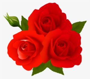 Rose Flower Images Free Download Png Png Www Cliparts - Garden Roses