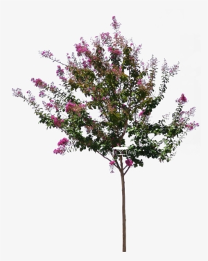 Lagerstroemia Indica - Lagerstroemia Png