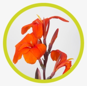 Png Library Psx Consultancy Giving Small Pleasure To - Lily